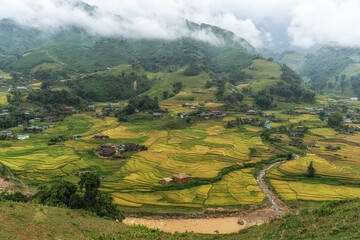 Wall Mural - Sapa Rice Terrace Field Harvest