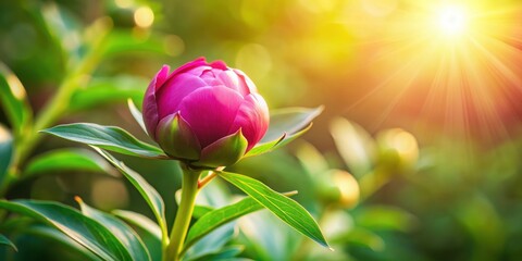 Wall Mural - Close-up of a peony flower bud under sunlight, peony, flower, bud, close-up, spring, sunlight, blooming, petals, beauty, nature