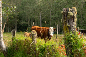 cow and calf