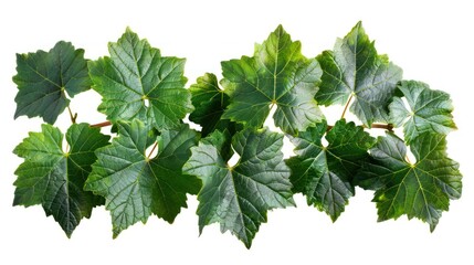 Wall Mural - Isolated Wild Grape Vine Leaves in Lush Green Hue - High Resolution