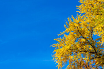 Natural autumn or fall season. Autumn forest nature. Nature in forest. Fall outdoor. Autumn tree on sky. Nature in fall season. Autumnal season in the park. Seasonal leaves on tree. Copy space