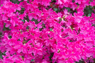 Rhododendron obtusum pink flower background. Nature floral background pink color. Flowering flower of rhododendron. Rhododendron in nature. Floral nature