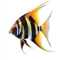 Wall Mural - Colorful Angelfish Isolated on White Background.