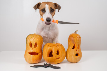 Wall Mural - Jack Russell Terrier dog holding a knife next to three jack-o-lanterns on a white background.