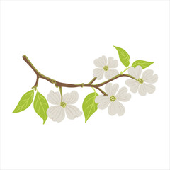 vector drawing flowering dogwood , tree branch with green leaves and flowers, cornus florida isolate