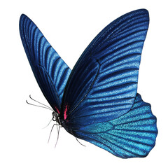 Wall Mural - Beautiful butterfly isolated on a white background.