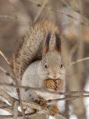 Poster - The squirrel with nut sits on tree in the winter or late autumn