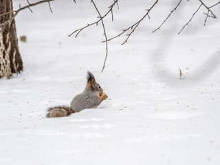 Poster - The squirrel in winter sits on white snow.