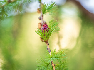 Larch tree fresh pink cones blossom at spring on nature background