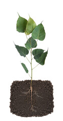 Sticker - Growing plant with underground root visible,on white background