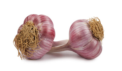 Two garlic bulbs isolated on a white background. Unpeeled garlic bulb .Full clipping path.