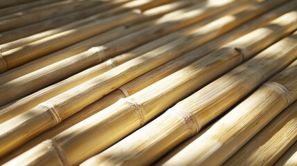 Wall Mural - Sunlight Illuminating Natural Bamboo