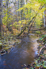 Wall Mural - Stream in a beautiful forest with autumn colors