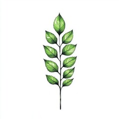 Wall Mural - Watercolor Illustration of a Green Leaf Branch