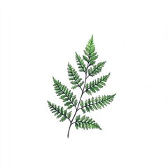 Wall Mural - Watercolor Illustration of a Single Fern Leaf