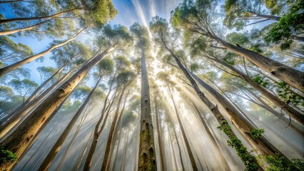 Canvas Print - Low-angle shot of towering Antique White eucalyptus trees in a foggy landscape, dramatic shafts of sunlight, eerie and mysterious, a realistic photo image.