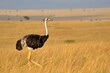 © P - Solitary ostrich in golden savannah landscape at dusk AI