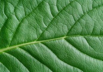 Canvas Print - Detailed macro shot of a green leaf