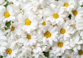 Poster - beautiful white daisy flowers in full bloom