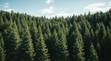 Thick green coniferous forest bathed in sunlight under a cloudless sky