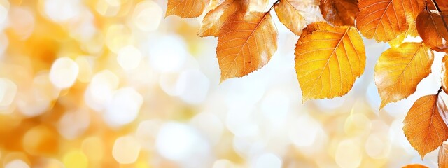 Wall Mural -  A tree branch with yellow leaves in sharp focus, juxtaposed against a tranquil blue sky in the background