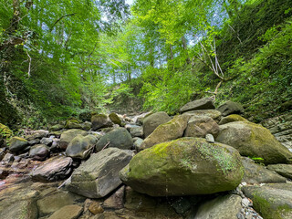 Poster - Trees in the forest grow on rocky cliffs of the mountains. Summer