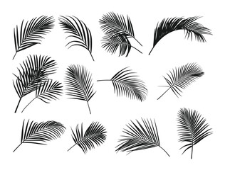 palm tree silhouette vector