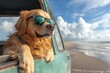 © Khawla - Dog road trip, Golden Retriever with dark green sunglasses leaning out of the open truck window on beach, blue sky and white clouds
