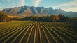 © Phattarasaya - Aerial shot of the Cape Winelands, with rows of vineyards, oak trees, and the towering Hottentots Holland Mountains