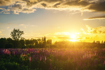 Sunrise or sunset on a field with purple lupines on a cloudy sky background in summer. Vintage film aesthetic.