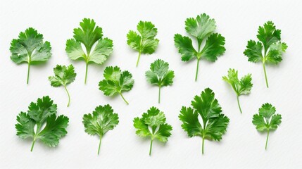 fresh cilantro leaves arranged artistically on a white background.