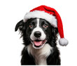 © Zanni - sitting dog with christmas hat