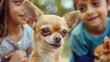 © kimly - a Chihuahua interacting with children, showcasing the dog's friendly and affectionate nature.