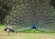 © PhotoNomad - Peacock in full display working to impress a female