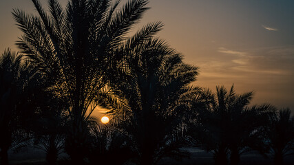 Sticker - evening landscape sunset sun over the Red Sea among palm trees in Egypt