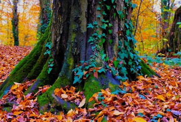 Tree with ivy and colorful autumn leaves nature background