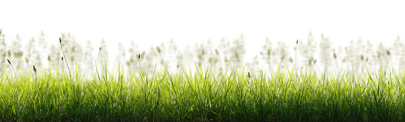 Wall Mural - Meadow grass swaying gently on a transparent background