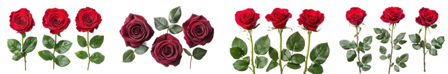 Aufkleber - The rose is isolated on a white background, with full depth of field