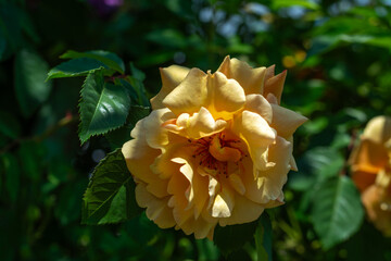 Blooming yellow rose close-up. Soft focus. Beautiful flowers.