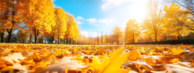 A carpet of beautiful yellow and orange fallen leaves against a blurred natural park and blue sky on a bright sunny day. Natural autumn landscape