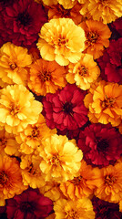 Wall Mural - Close-up of vibrant yellow and red marigold flowers.