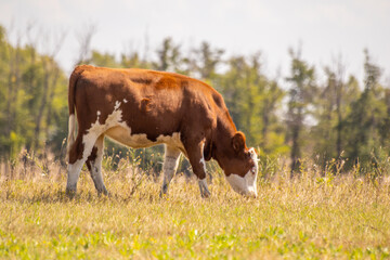 cow in the meadow