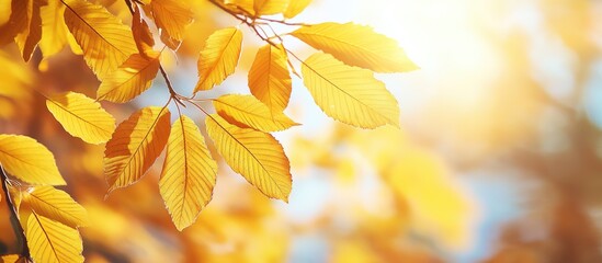 Poster - Yellow chestnut leaves on the tree Golden foliage in an autumn park Yellow leaves with a blurred background Autumn theme Copy space