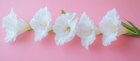 Poster - Lovely white gladiolus flowers on a pink background close up Room for text. with copy space image. Place for adding text or design