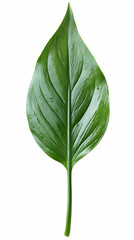 Canvas Print - Single green leaf isolated on white background.