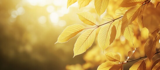 Poster - Yellow chestnut leaves on the tree Golden foliage in an autumn park Yellow leaves with a blurred background Autumn theme Copy space