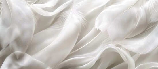 Wall Mural - background of white silk feathers with soft chiffon curves and waves. with copy space image. place f