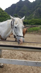 Horse with mountains in Hawaii