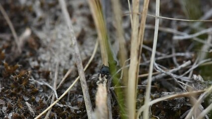 Poster - Black ants carry a thin maple seed