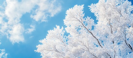 Poster - Snow covered winter tree against a blue sky background full frame upward perspective. with copy space image. Place for adding text or design